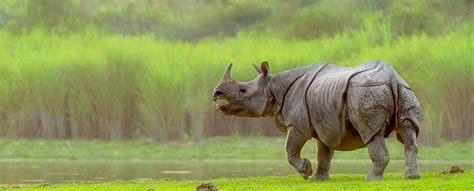 Kaziranga National Park And Tiger Reserve Assam India