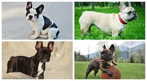 French Bulldog Puppies A Complete Guide Petdt