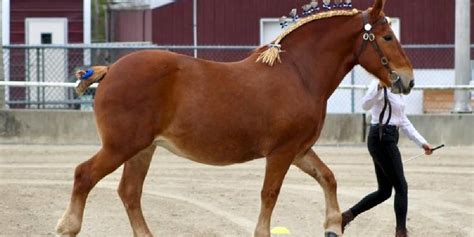 10 Most Endangered Horse Breeds In The World Insider Horse Latest