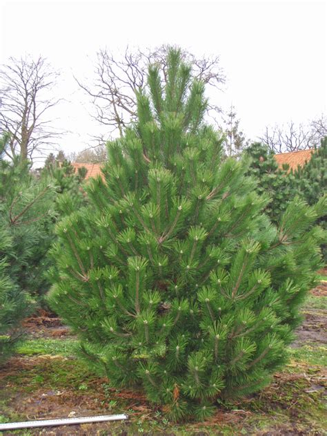 Find the perfect austrian pine stock photos and editorial news pictures from getty images. Pinus nigra Austriaca (Austrian Pine) Practicality Brown