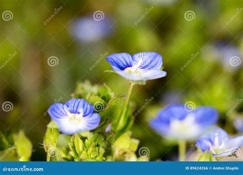 Beautiful Little Blue Flower On Nature Stock Photo Image Of Garden