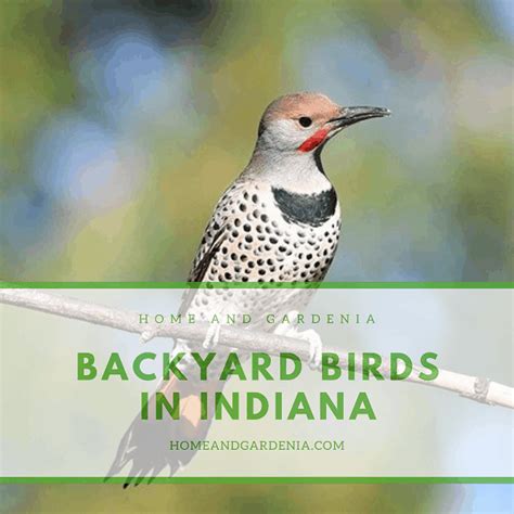 Amazing Backyard Birds In Indiana With Pictures E Beautiful Birds