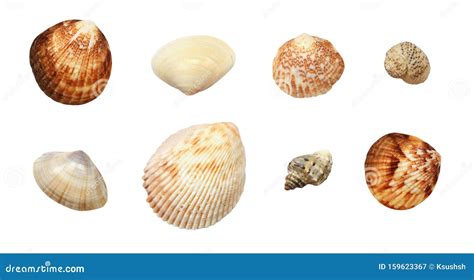 Set Of Different Seashells Stock Image Image Of Nature 159623367