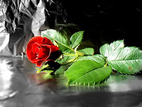 Flower Wallpapers Flower Pictures Red Rose Flowers Ts