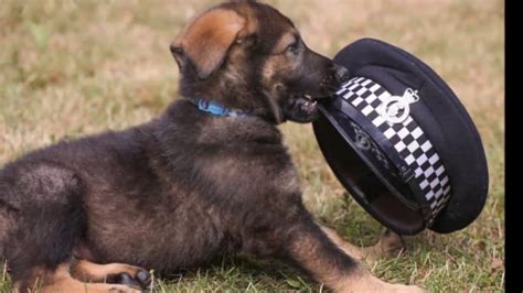 Dogs were used for police purposes as early as 1859 in ghent, belgium for accompanying officers on night patrols. 18 Adorable K9 Puppies in Police training - YouTube