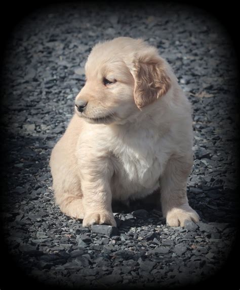Windy Knoll Jennys Akc Golden Retriever Male Puppy Is A Beautiful
