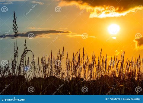Grass On The Sunset In The Evening Summer Landscape Stock Image