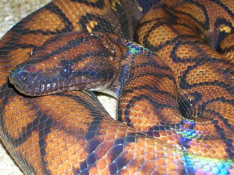 Black Rainbow Python Rainbow Snake Florida Snake Id Guide Contribute