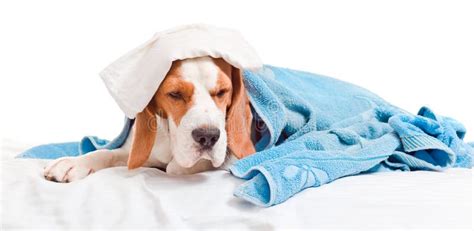 Very Much Sick Dog On White Background Stock Photo Image Of Care