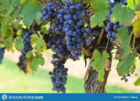 Grapes Ready To Harvest Hanging On A Grapevine Stock Photo Image Of