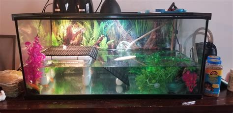 Made A New Diy Basking Platformramp For My Turtles Looking For Advice