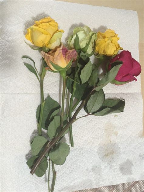 How to preserve cut flowers forever. How to Preserve Roses Forever - This Sunny Life | Pressed ...
