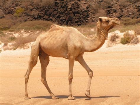 How Long Camel Go Without Water They Dont Live Without Water They Just Go For Long Periods Of