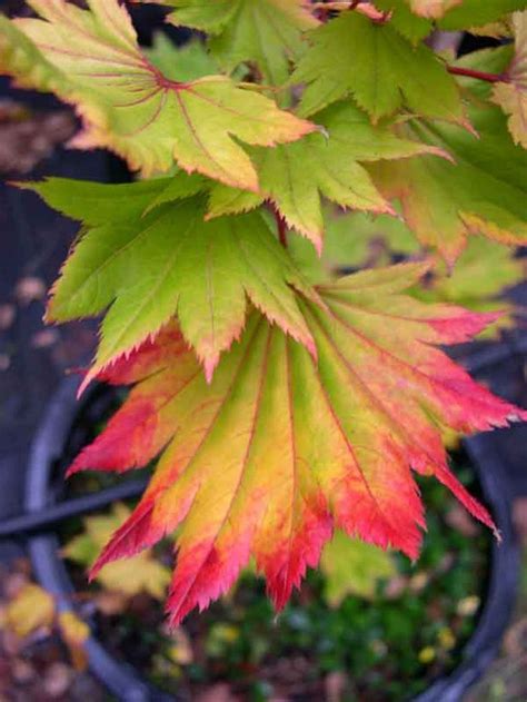 Beautiful Golden Fall Full Moon Japanese Maple Acer Decomagz