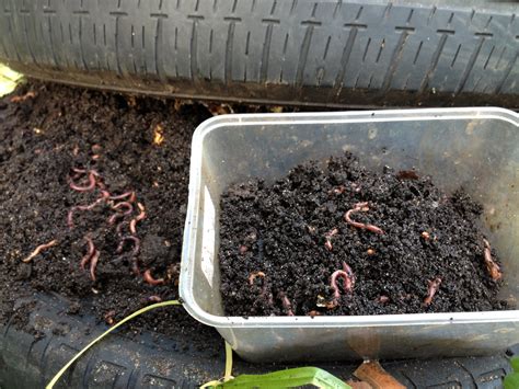 What Is Worm Farming And How To Do It For Profit 10 Tips