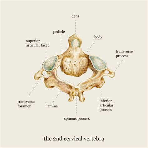 2nd Cervical Vertebra Coaster Biological Art Bone T For Etsy