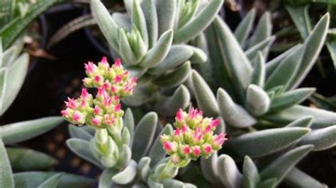 Crassula Mesembryanthemoides Indoor Plants Planet Desert