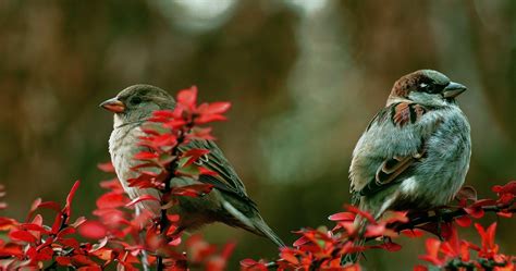 Download Couple Birds On Branch 4k Ultra Hd Wallpaper Ultra Hd 4k