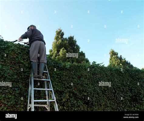 Man Cutting Hedge On Ladders Stock Photo Alamy