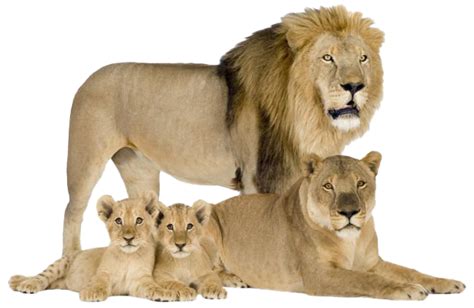 Lion Cub Png Pic Png All