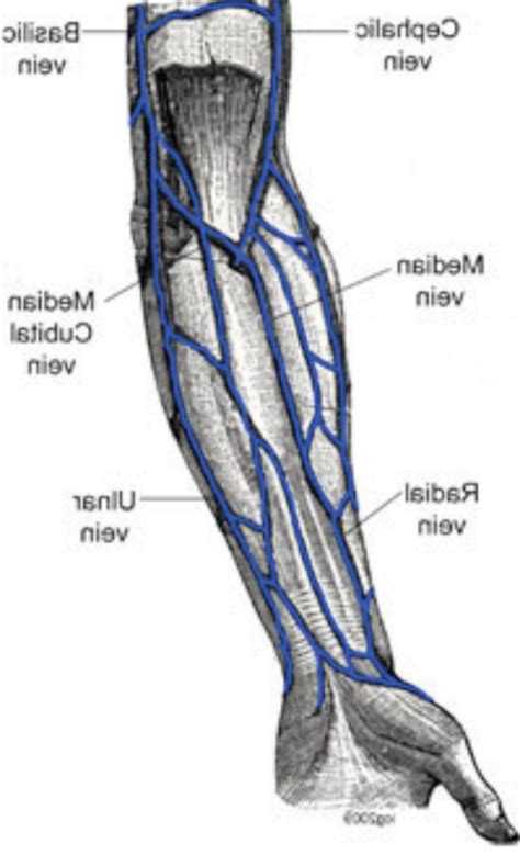Upper Arm Vein Anatomy Hands Arm Anatomy Arm Veins Anatomy