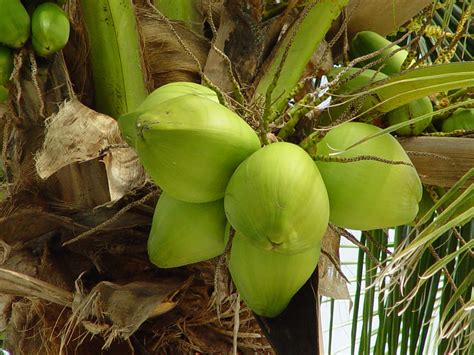 Download scientific diagram | gambar 1 perkembangan buah kelapa 26 from publication: 15 Manfaat dan Khasiat Kelapa Hijau untuk Kesehatan - Khasiat
