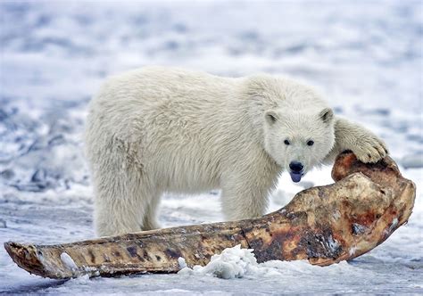 Pizzly Bears Are Appearing In The Rapidly Warming Arctic Polar Bear Cub