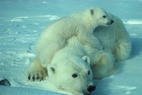 Polar Bear Cub Polar Bear Mother White Arctic Snow Ice