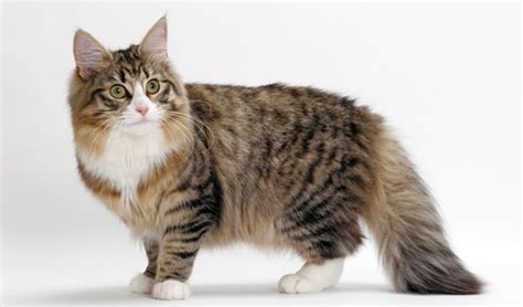 Famous Striped Cat Breeds In The World Tail And Fur