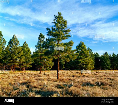 Landscape With Ponderosa Pine Tree Forest Kaibab National Forest