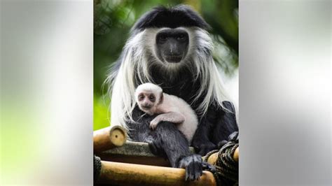 New Baby Zebra Monkey Make Their Debut At Disneys Animal Kingdom
