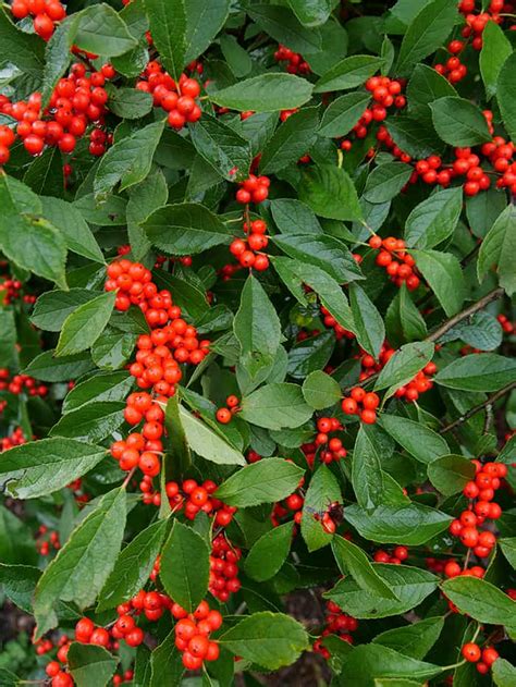 Winterberry ‘red Sprite Grasshopper Gardens