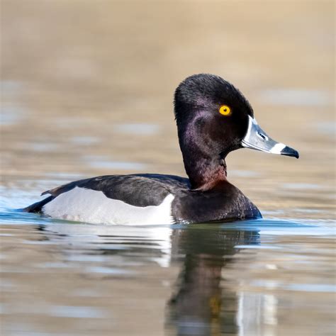 Ring Necked Duck — Eastside Audubon Society