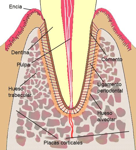 Diagrama Mostrando Los Componentes Del Hueso Alveolar La Figura