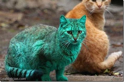 El Misterioso Gato Verde Que Asombró A Una Ciudad De Bulgaria Lea