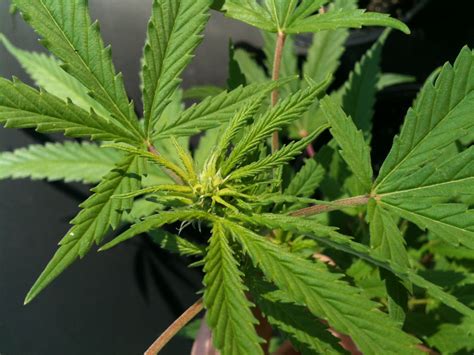 23 Cannabis Plant Budding 2022 Eq2daily