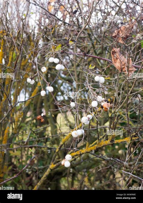 Symphoricarpos Albus Snowberry White Berries Shrub Background Autumn