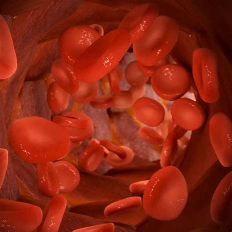 Individuals with type o blood are referred to as universal donors because this blood is suitable for transfusion in all individuals. Researchers Transform Type A Into Universal Donor Blood