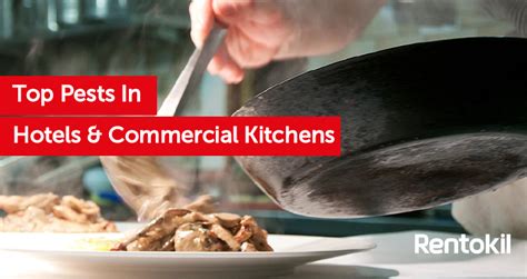When it comes to pest infestations, generally, mosquitoes, bed bugs, spiders, cockroaches and so on, are a huge we provide the ultimate pest control solution to hotels, lodgings, resorts, and rentals across new york city. Top Pests in Hotels and Commercial Kitchens