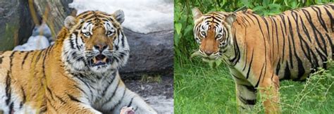 Wild Animals Life Siberian Tiger Vs Bengal Tiger Fight