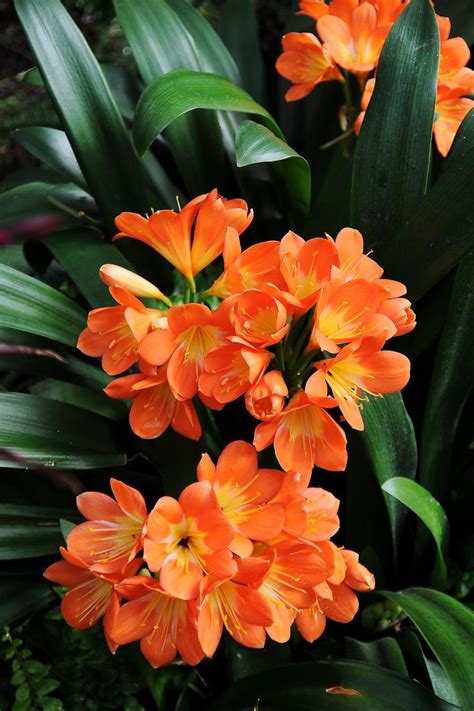 Orange Flowers Names And Pictures Latin Name Clivia