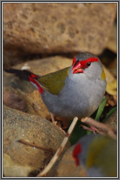 Red Browed Finch Pentax User Photo Gallery