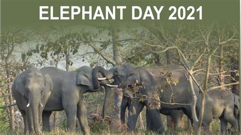 celebration of world elephant day 2021 youtube