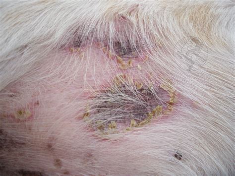 Epidermal Collarettes Dog