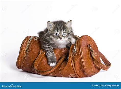 Kitten In A Bag Stock Image Image Of Amusing White 16361743