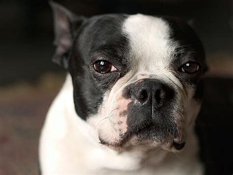 Fast, invasive types of questions to ask your veterinarian. Cancer Archives | Petfinder