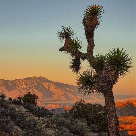 Matt W Phoenix Az On Instagram Sunrise At Keys View In Joshua Tree