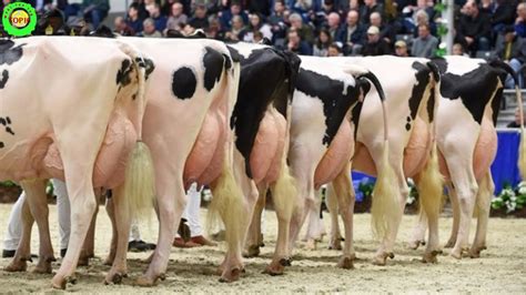 World Record Milk Producing Cow