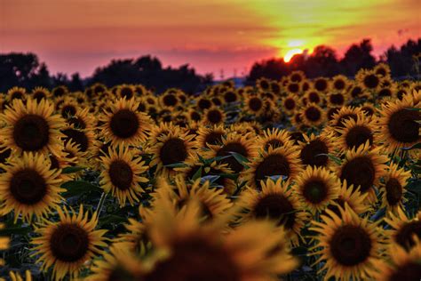 Sunflower Sunset 001 Photograph By Lance Vaughn Fine Art America