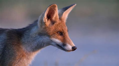 Bbc Earth A Soviet Scientist Created The Only Tame Foxes In The World